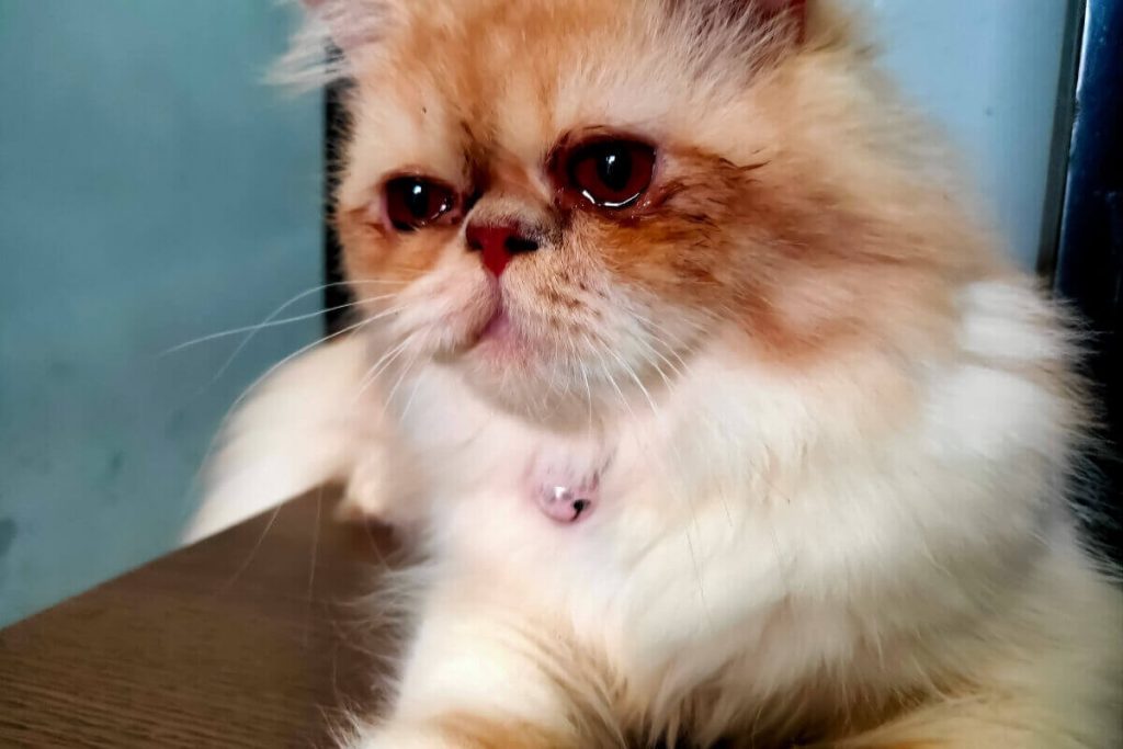بكاء القطط بالدموع يدل على مشكلة في العين