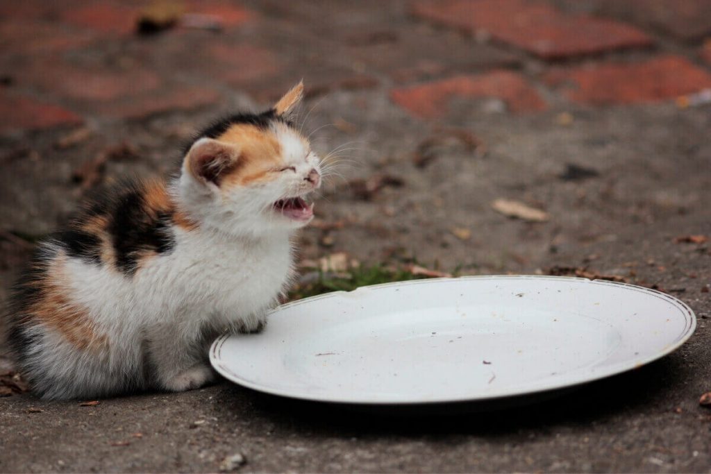 قطة صغيرة تبكي بسبب عدم وجود الطعام في الصحن