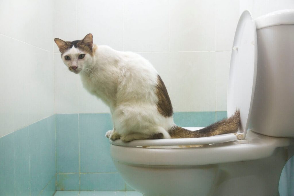 قطة في الحمام