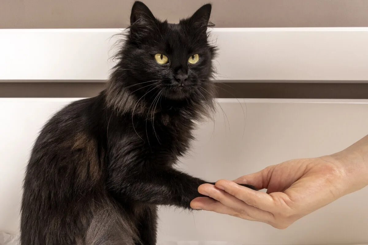 تدريب القطط على المصافحة