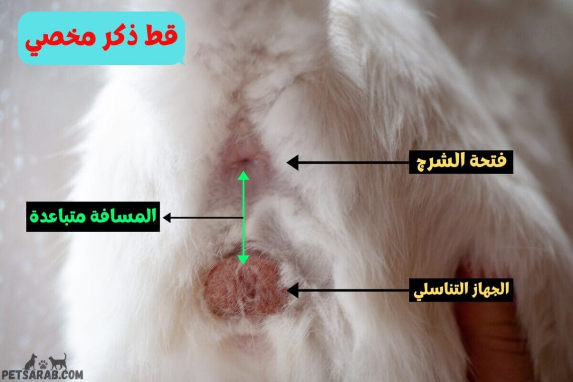 عمر القطط بالنسبة للانسان