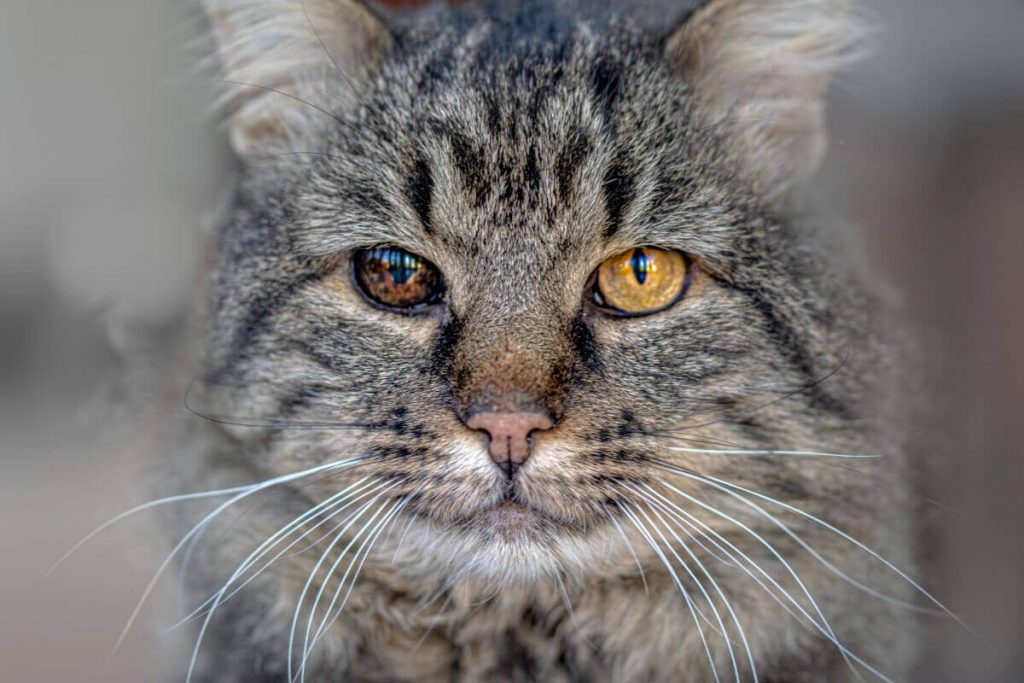 تحديد عمر القط من العينين