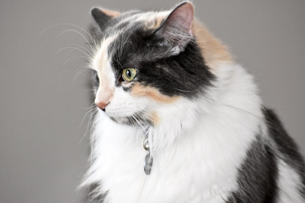 تمييز جنس القطط حسب اللون قطة كاليكو