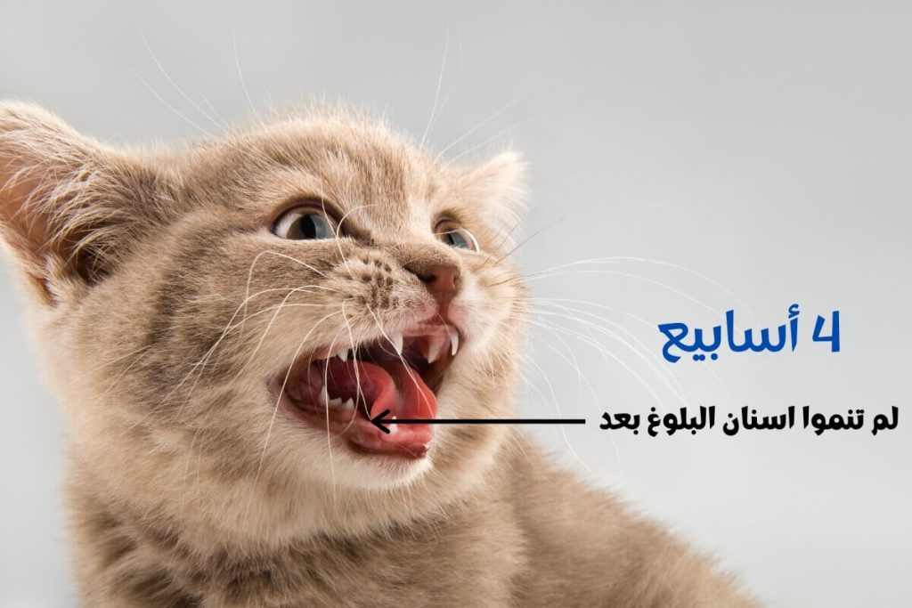 معرفة عمر القطط من الاسنان 