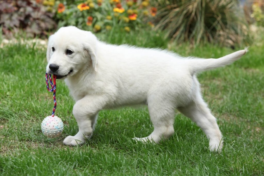 كلب جولدن ريتريفر صغير أبيض