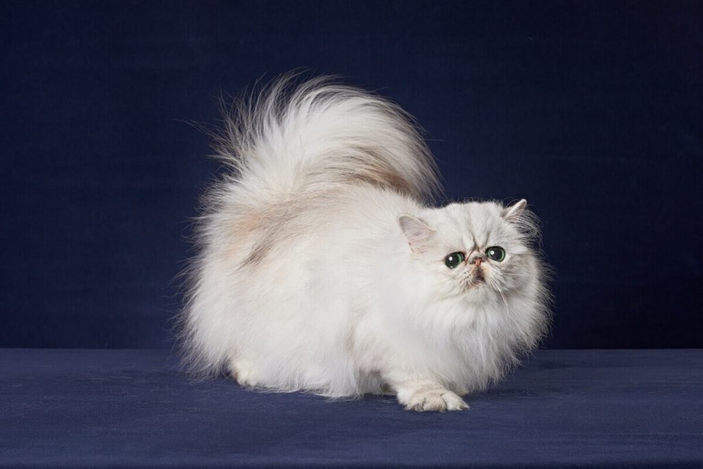 قط فارسي أبيض