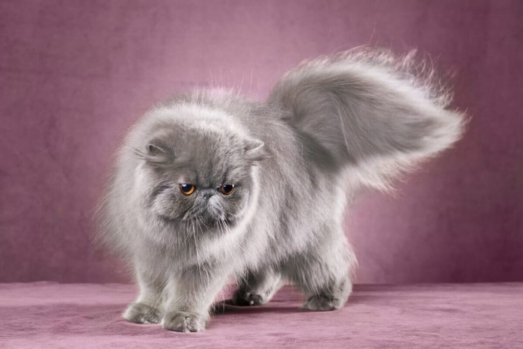 قط فارسي رمادي 