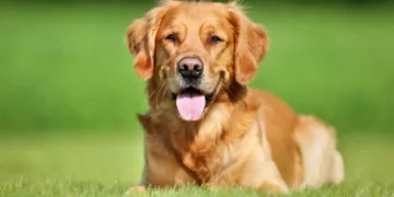 كلب جولدن ريتريفر