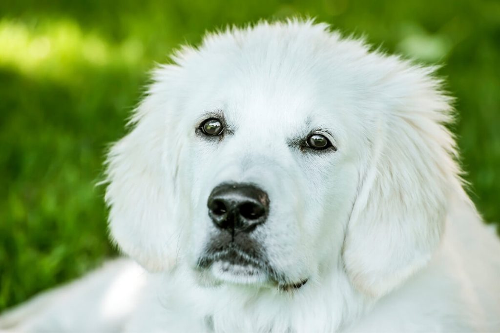 كلب جولدن ريتريفر أبيض