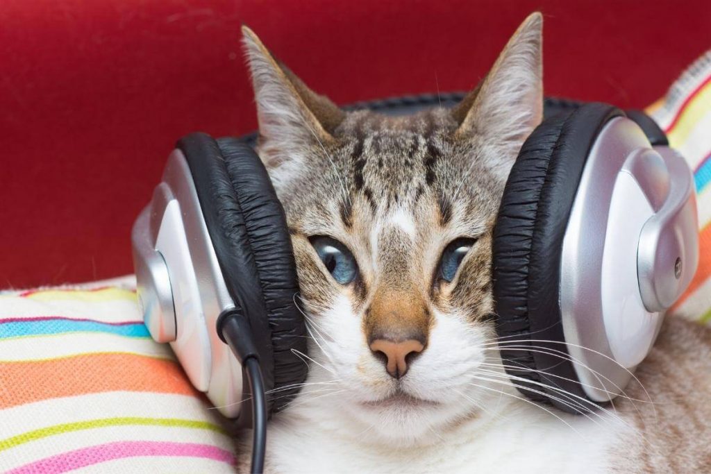 قط يستمع للموسيقى ويضع سماعات الأذن