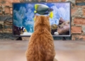 هل تحب القطط مشاهدة التلفاز وماهي البرامج التي تحبها