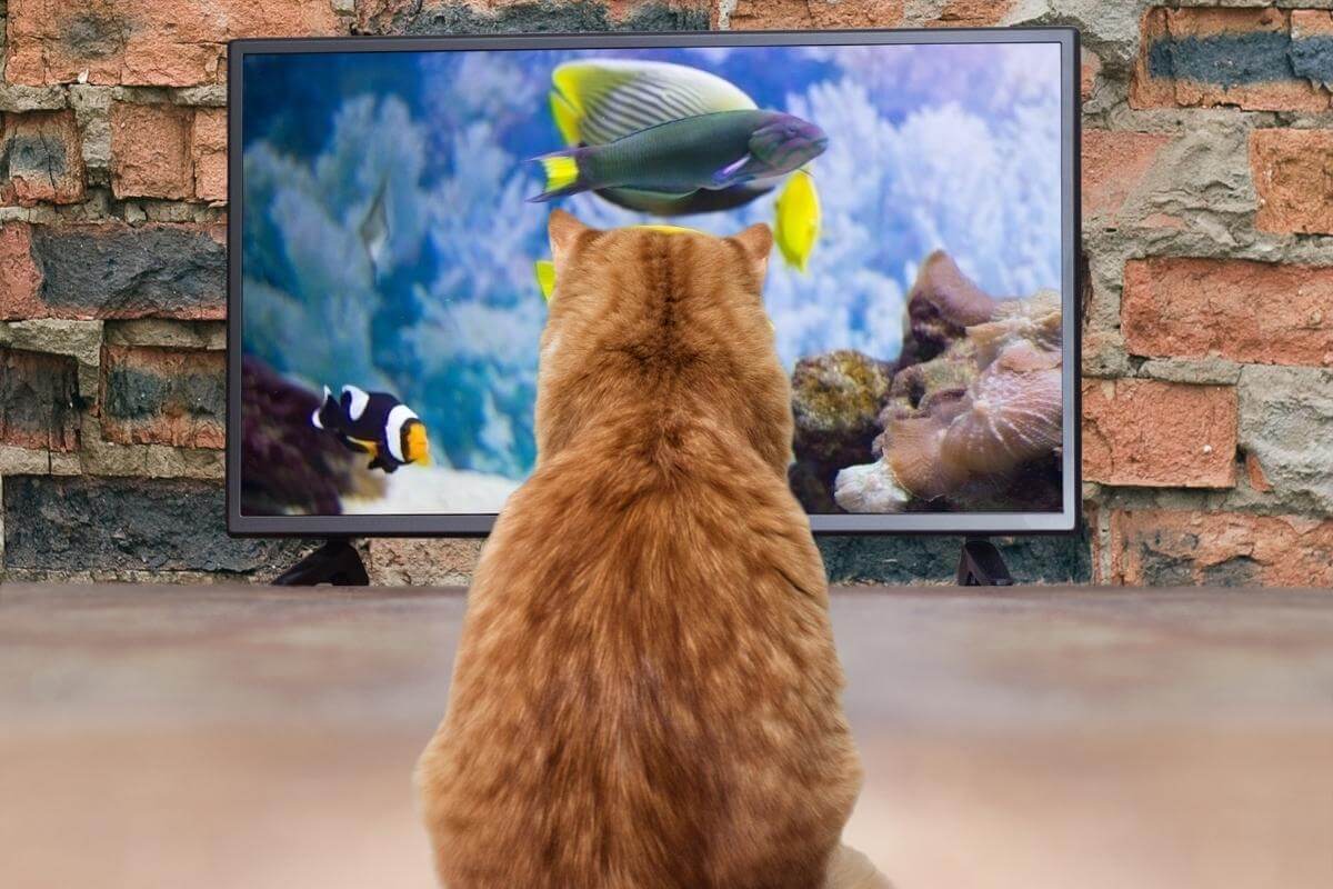 هل تحب القطط مشاهدة التلفاز وماهي البرامج التي تحبها