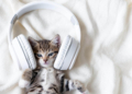 هل تحب القطط الموسيقى