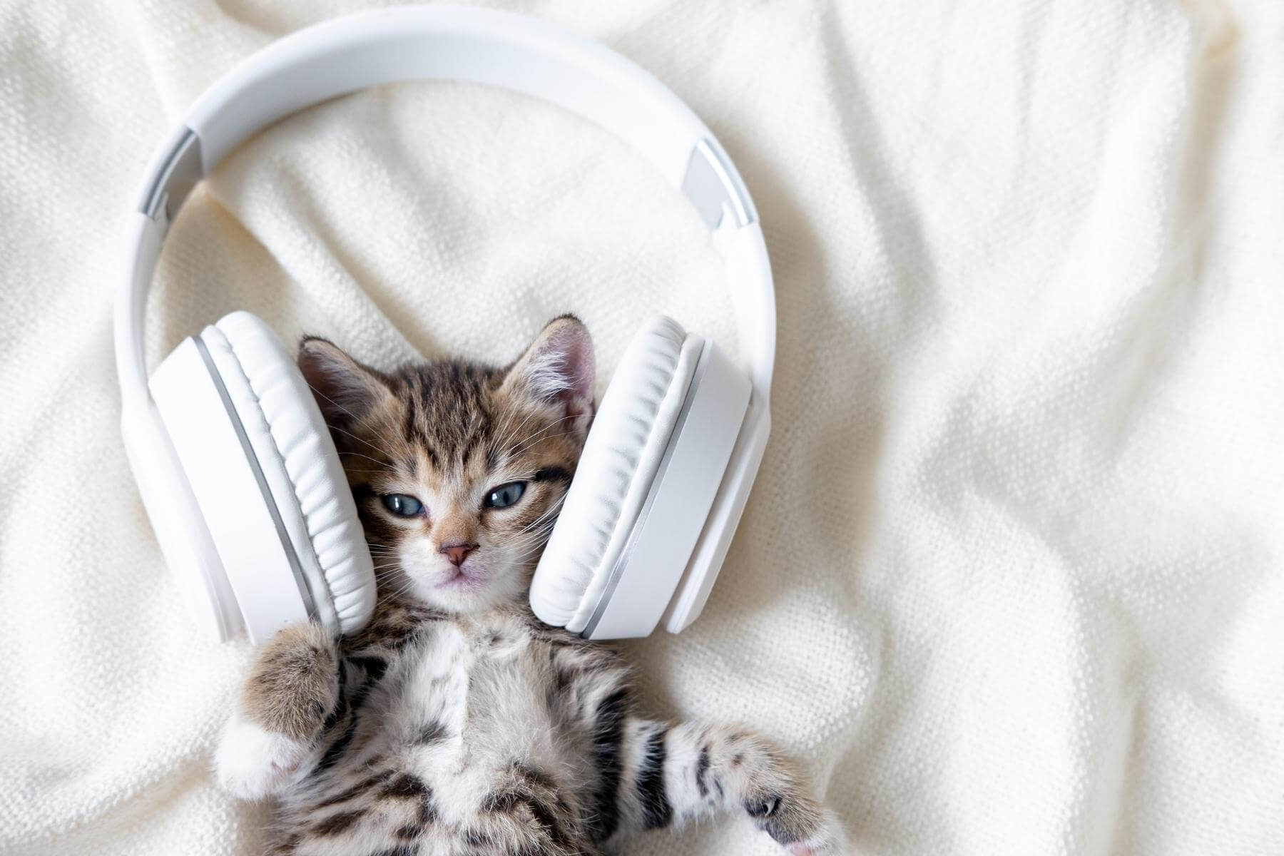 هل تحب القطط الموسيقى