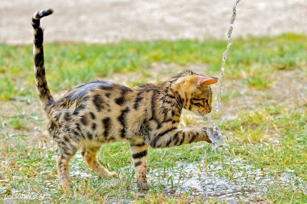 قط بنغالي يلعب في الماء