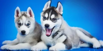 كلب الهاسكي