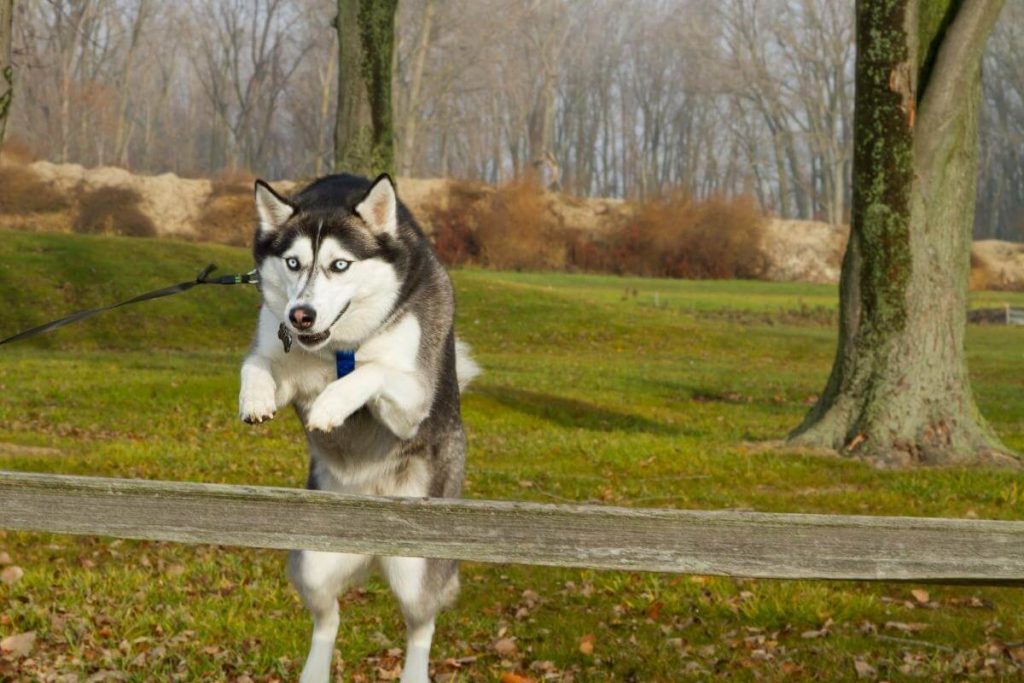 كلب الهاسكي السيبيري يقفز فوق حاجز