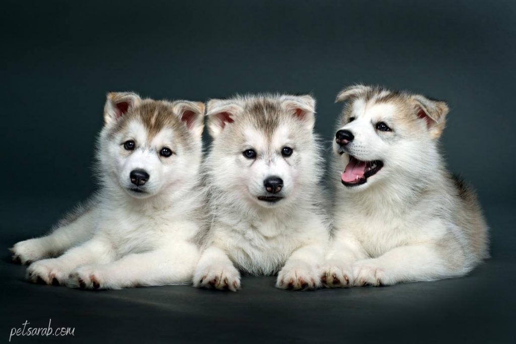 كلاب هاسكي صغيرة بيضاء