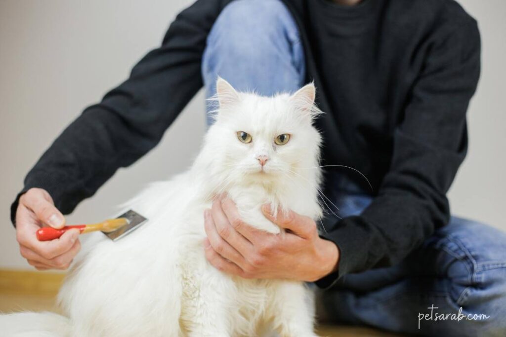 تمشيط شعر قطة بيضاء جميلة