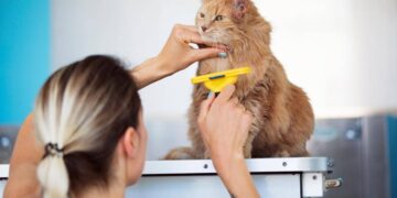 هل شعر القطط مضر بالصحة
