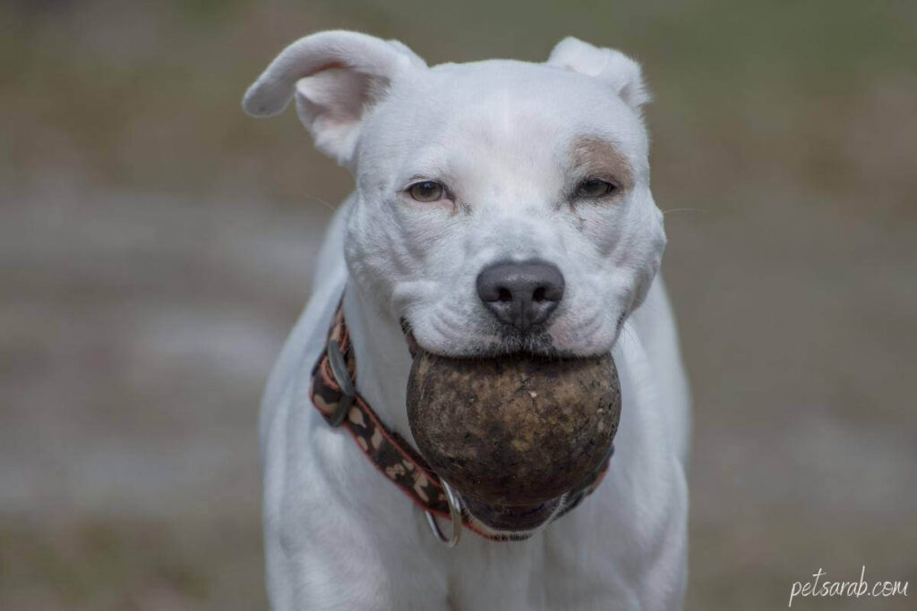 كلب البيتبول يتدرب على جلب الكرة