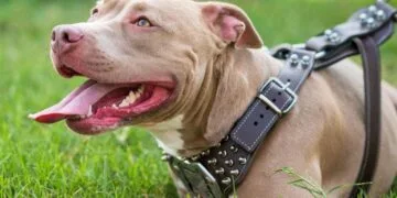 كلب بيتبول الأمريكي