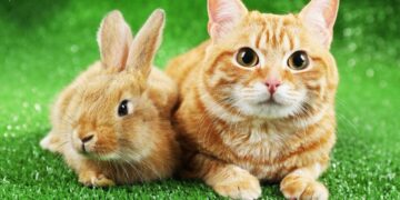 قطة مع أرنب, هل تأكل القطط الأرانب