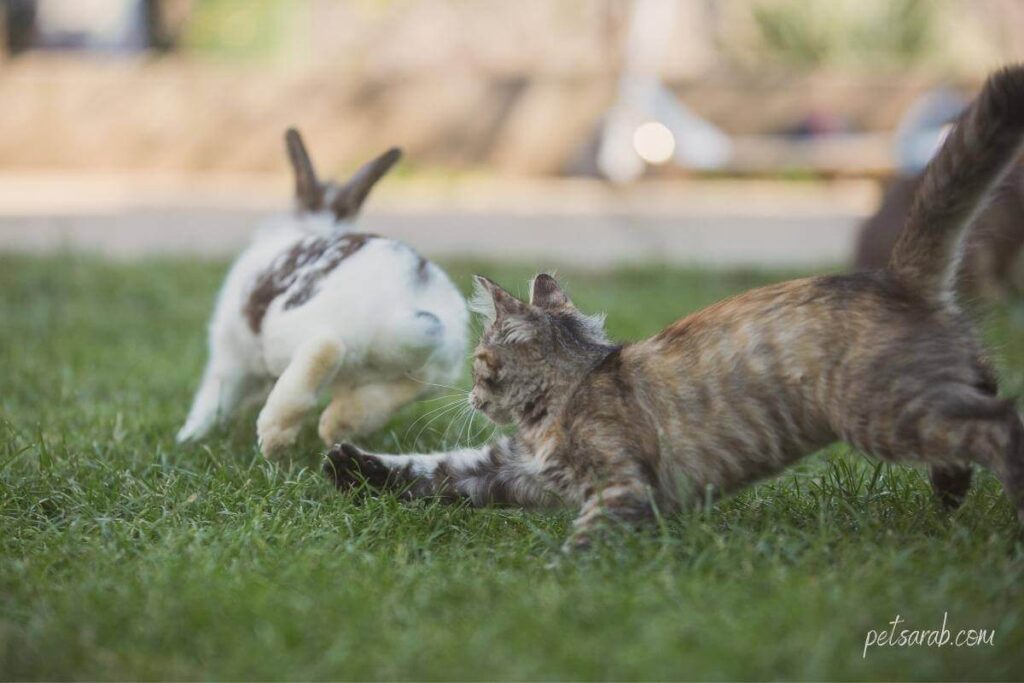 هل تأكل القطط الأرانب, قطة تحاول الامساك بأرنب