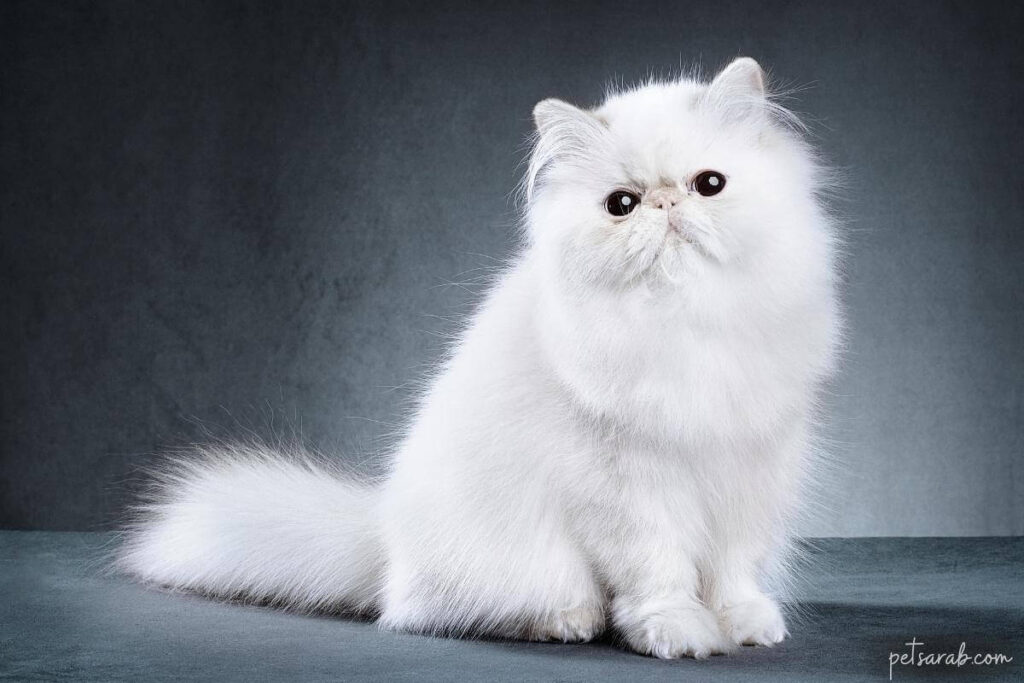 قط فارسي أبيض طويل الشعر
