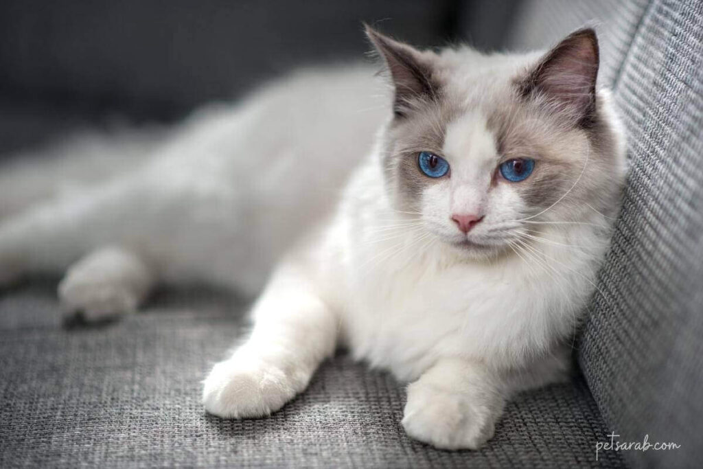 قط راغدول أزرق العينين