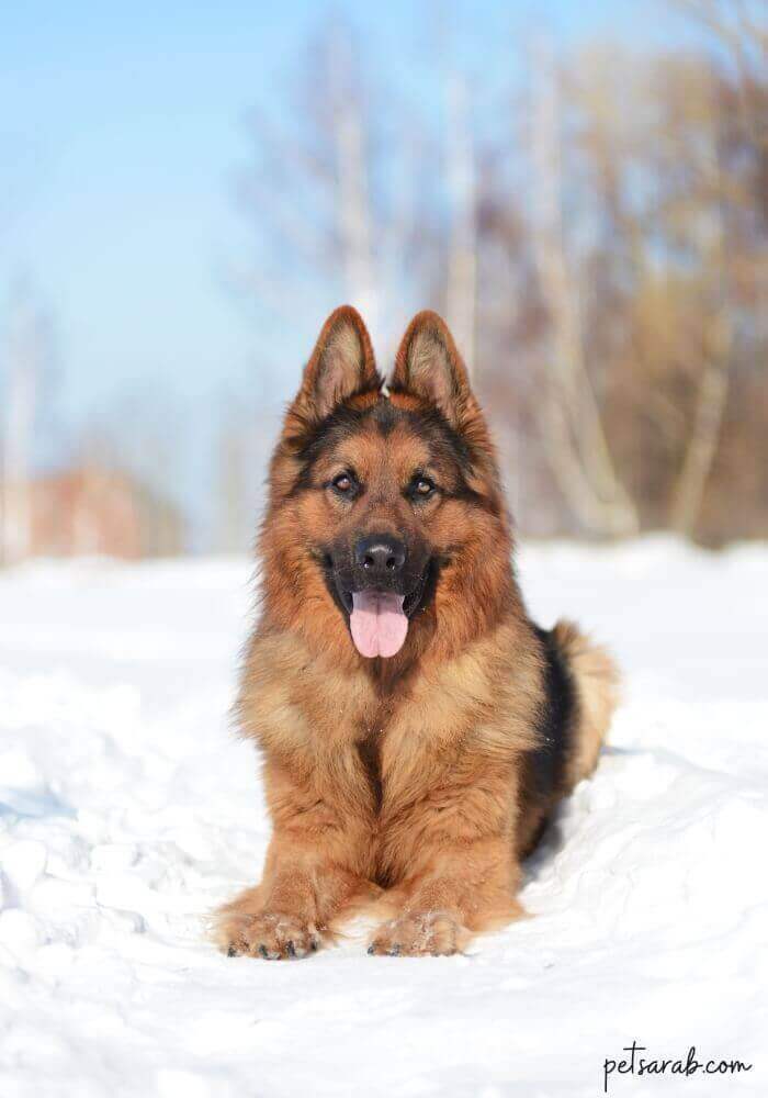 كلب الراعي الألماني الاصلي في الثلج