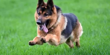 كلب جيرمن شيبرد