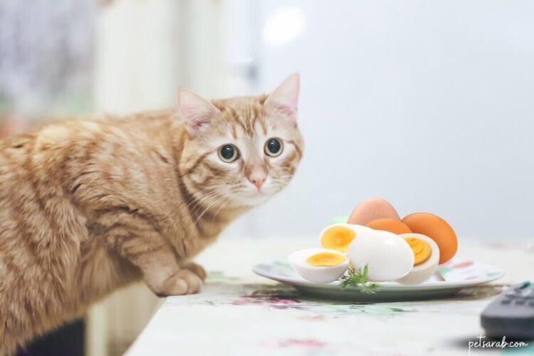قطة تأكل البيض