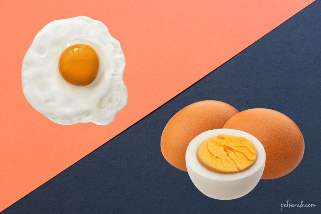 البيض المقلي أو المسلوق للقطط