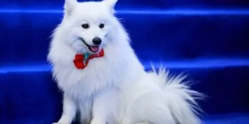 كلب لولو فولبينو الإيطالي (فوكس)