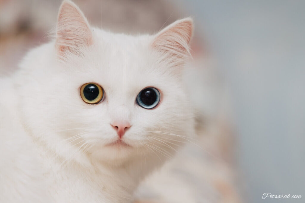 قط انغورا تركي ابيض بعيون كبيرة وجميلة