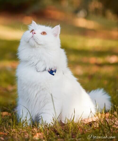 قط أنغورا التركي أبيض في الحديقة