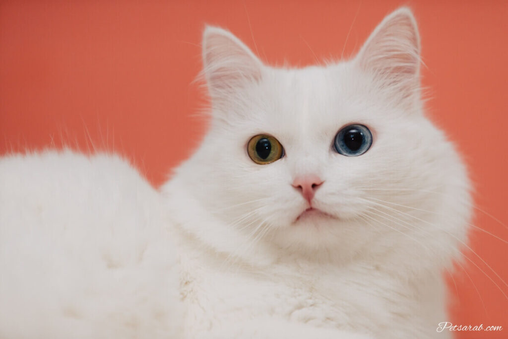 قط أنغورا تركي بعيون مختلفة اللون