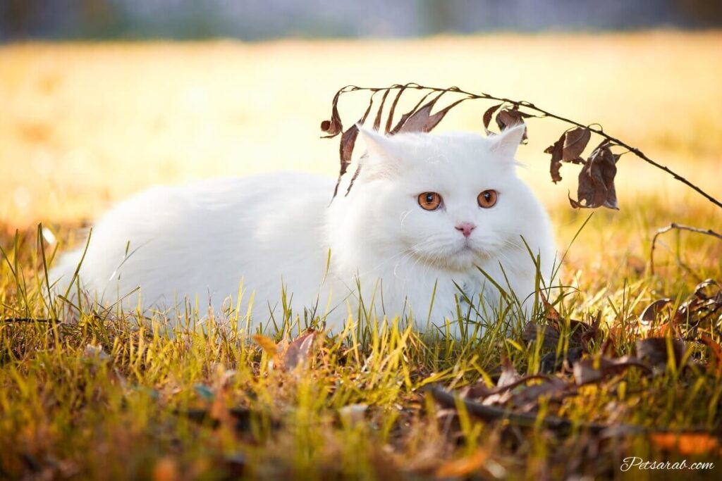 قط ابيض من نوع أنغورا التركية جميل