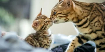 خل تأكل القطط صغارها, قطة مع صغيرها في الصورة