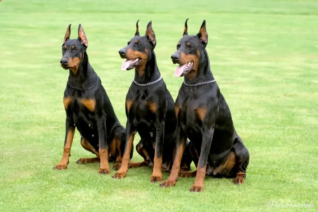 ثلاث كلاب دوبرمان