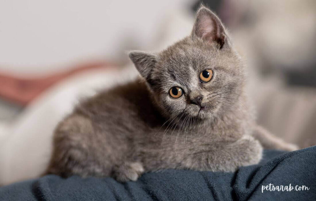 القط البريطاني الاصلي صغير بعيون نحاسية