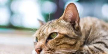 هل تشعر القطط بالحر