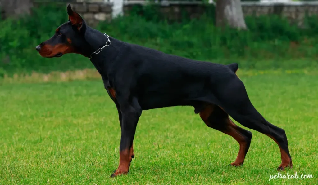 أقوى أنواع الكلاب في العالم بالصور: قوة وهيبة استثنائية 10 كب دوبرمان قوي