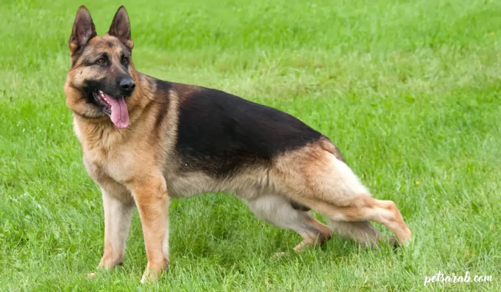 أقوى أنواع الكلاب في العالم بالصور: قوة وهيبة استثنائية 9 الراعي الألماني من أقوى الكلاب في العالم