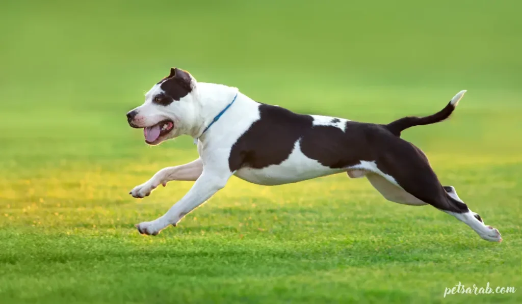 أقوى أنواع الكلاب في العالم بالصور: قوة وهيبة استثنائية 5 كلب بيتبول مرقط