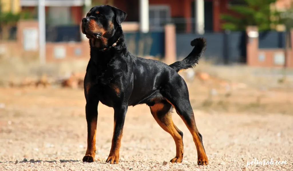 أقوى أنواع الكلاب في العالم بالصور: قوة وهيبة استثنائية 3 كلب روت وايلر