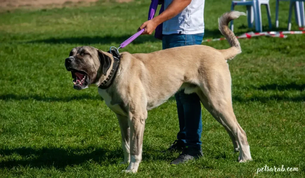 أقوى أنواع الكلاب في العالم بالصور: قوة وهيبة استثنائية 2 كلب الكانغال التركي