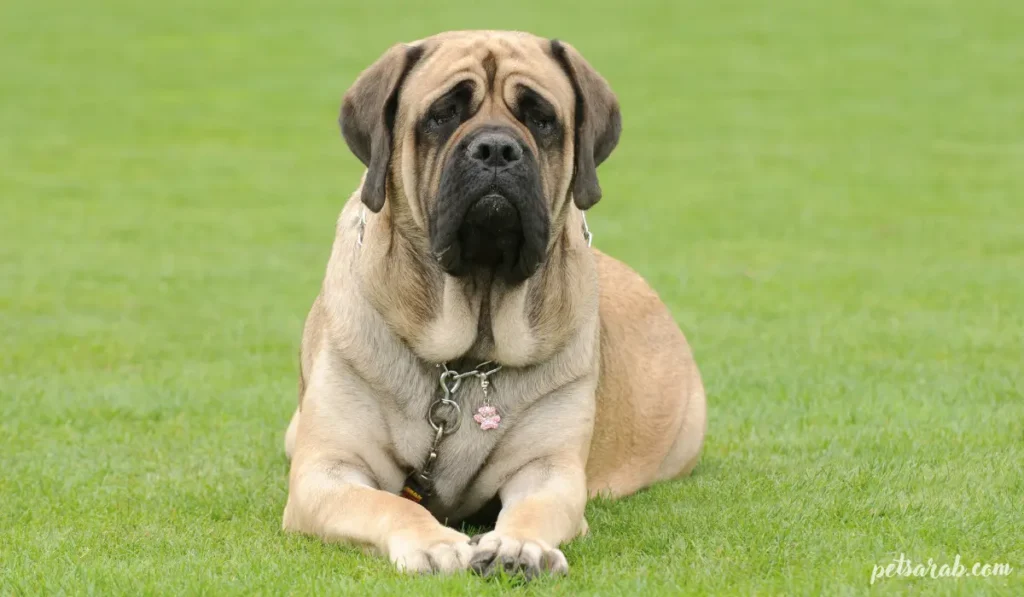 أقوى أنواع الكلاب في العالم بالصور: قوة وهيبة استثنائية 4 الماستيف الإنجليزي