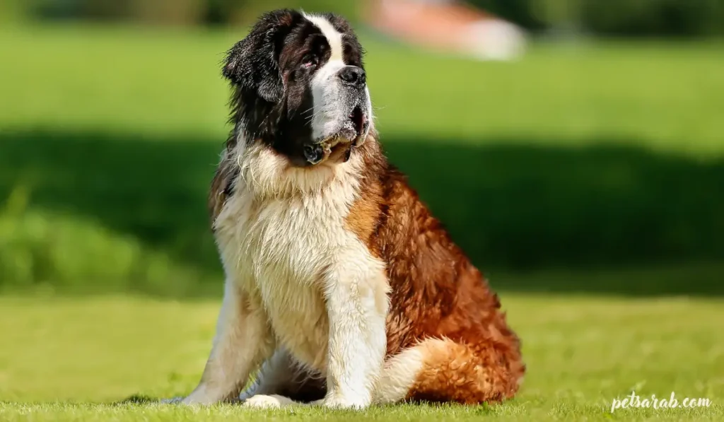 أقوى أنواع الكلاب في العالم بالصور: قوة وهيبة استثنائية 7 كلب سانت برنارد